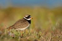 Kulik pisecny - Charadrius hiaticula - Common Ringed Plover 8558